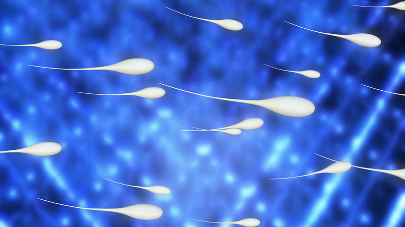 Expertenwissen garantiert – Behandlung mit Spendersamen